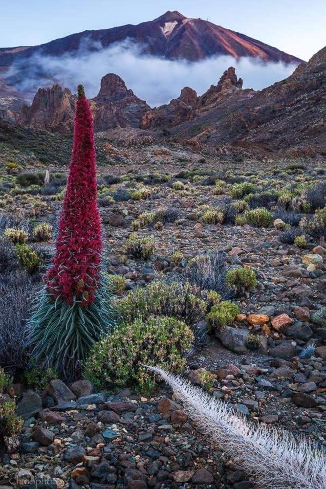La Casita Ma Petite Folie Tenerife Santa Cruz de Tenerife Buitenkant foto